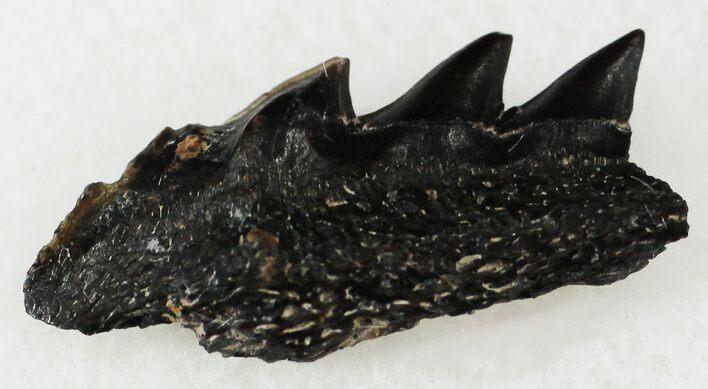 Fossil Cow Shark (Notorynchus) Tooth - Maryland #24273